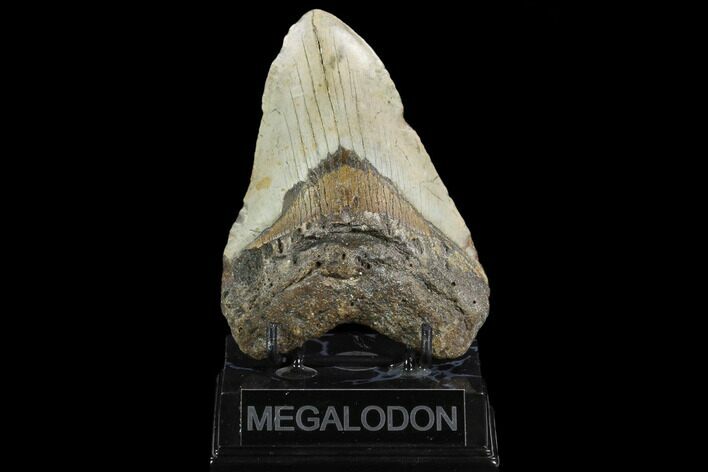 Fossil Megalodon Tooth - North Carolina #124347